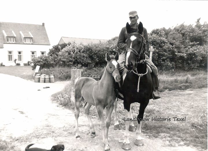 piet bakker paard op ruimte
